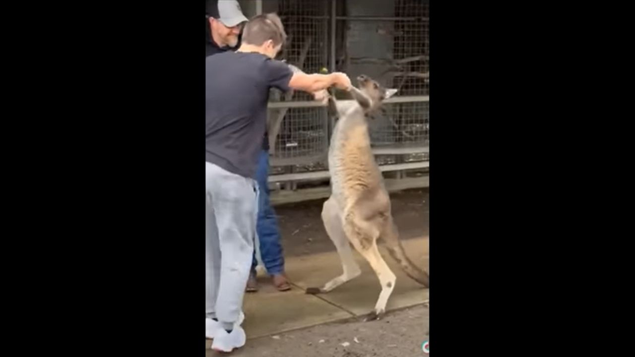 Canguru agressivo luta contra turista americano na Austrália