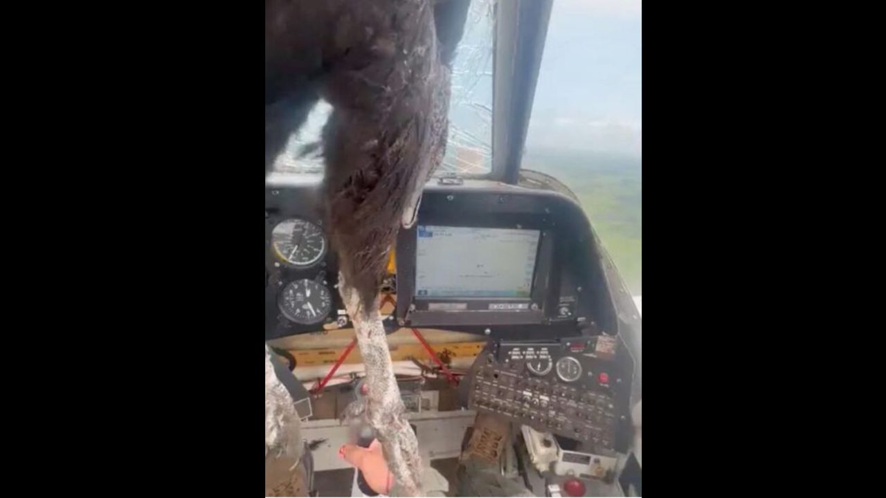 Ave assusta piloto de avião ao quebrar para-brisa e invadir aeronave