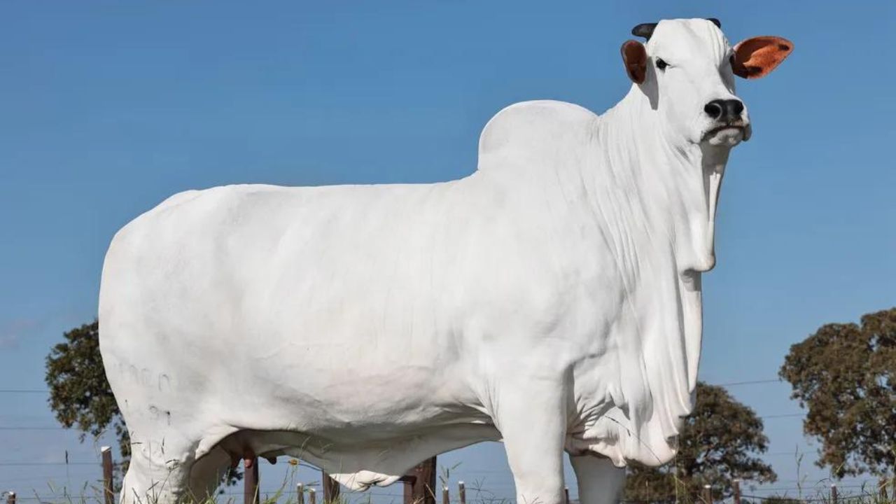 Pedaço de vaca é leiloado por incríveis R$ 7 milhões