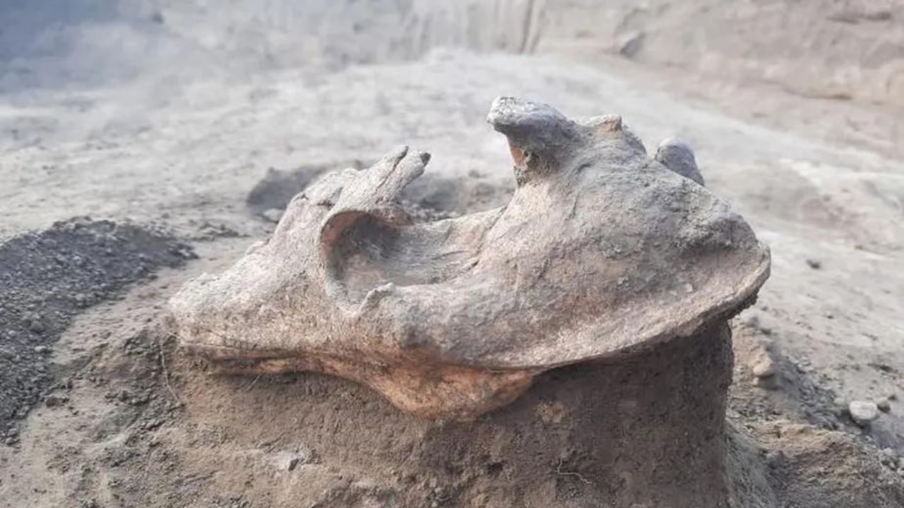 Crânio de lobo que teria sido utilizado para afastar espíritos é achado na Romênia