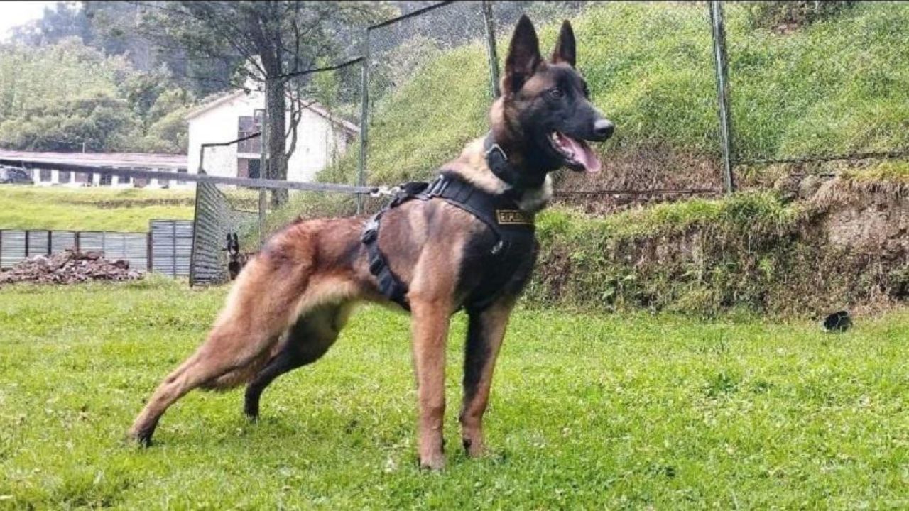 General colombiano diz que é ‘pouco provável’ que o cachorro Wilson seja encontrado
