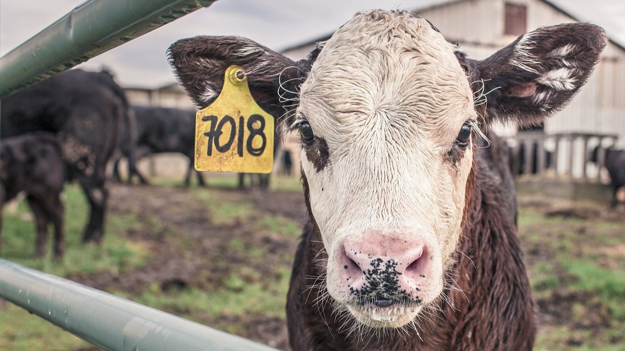 Irlanda planeja abater 200 mil vacas nos próximos três anos