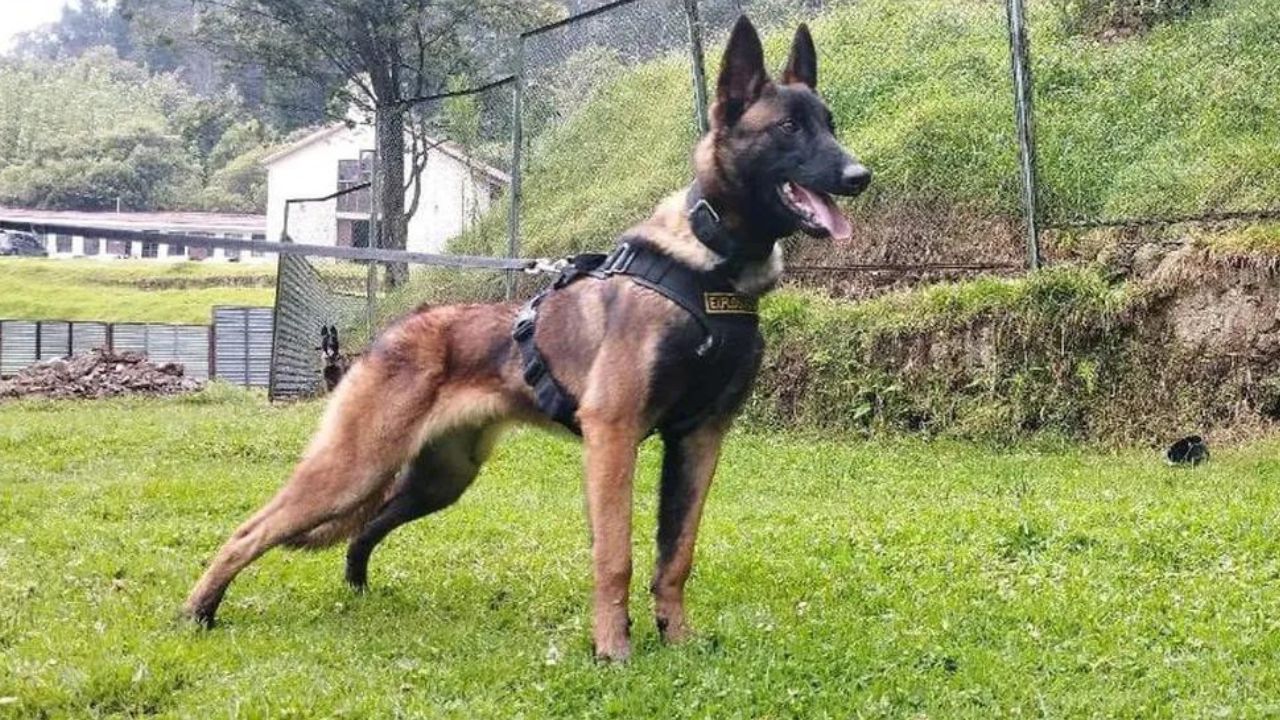 Buscas pelo cão Wilson, perdido na Amazônia colombiana, são encerradas