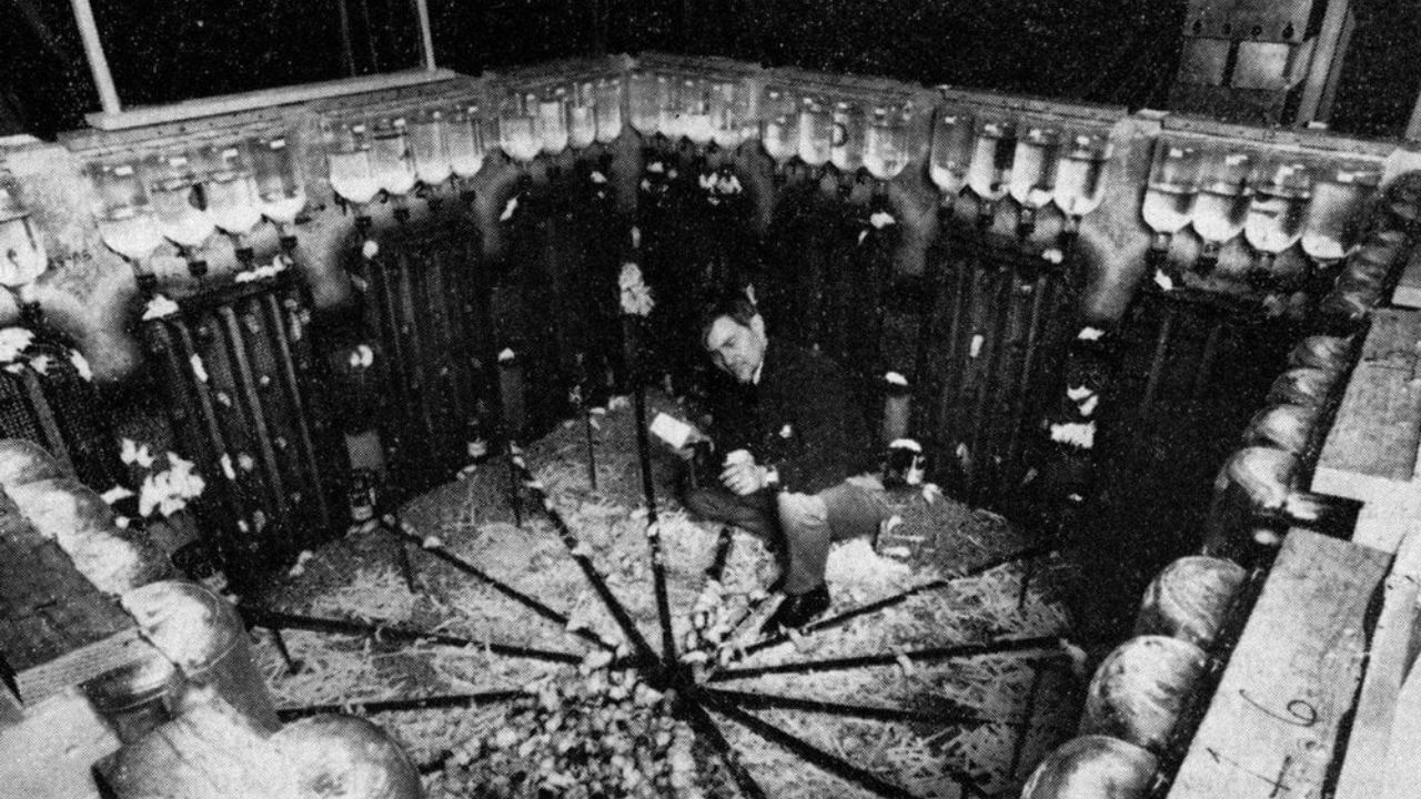 Utopia do ratos: o experimento que lançou previsões sobre os impactos da superpopulação