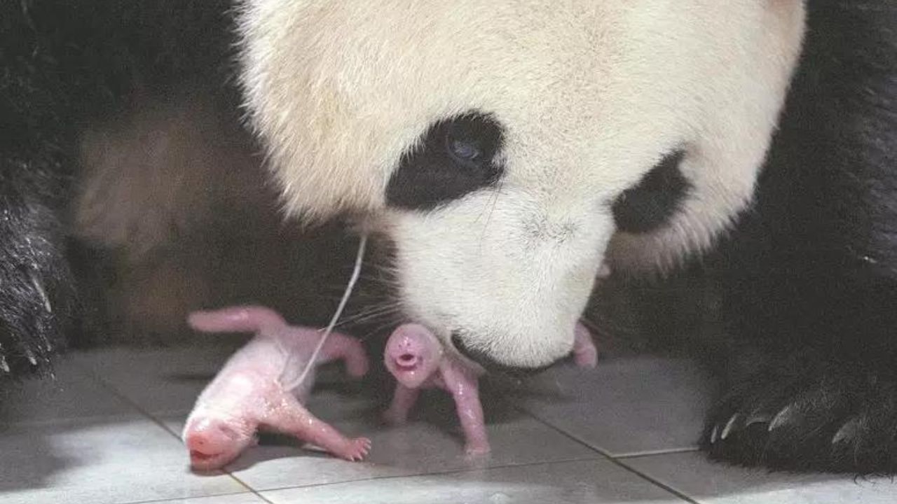 Filhotes gêmeos de panda-gigante nascem em zoológico na Coreia do Sul