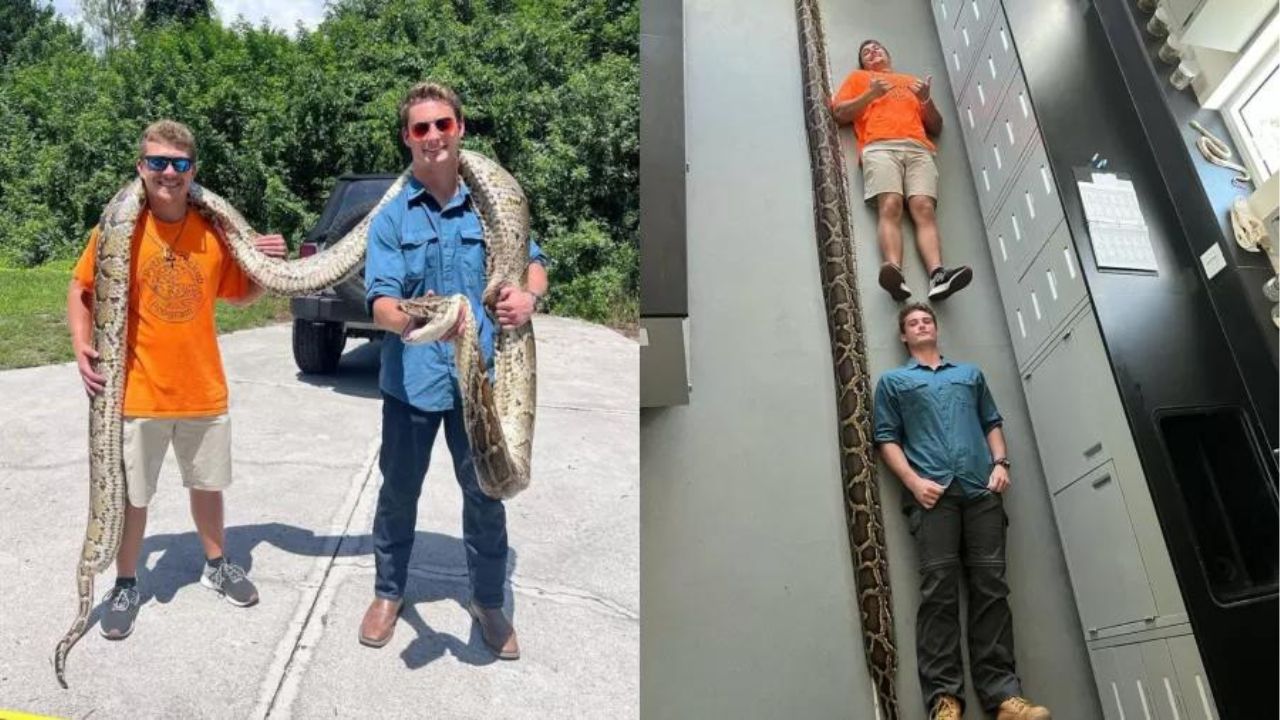 Homens lutam com cobra de quase 6 metros e conseguem capturá-la