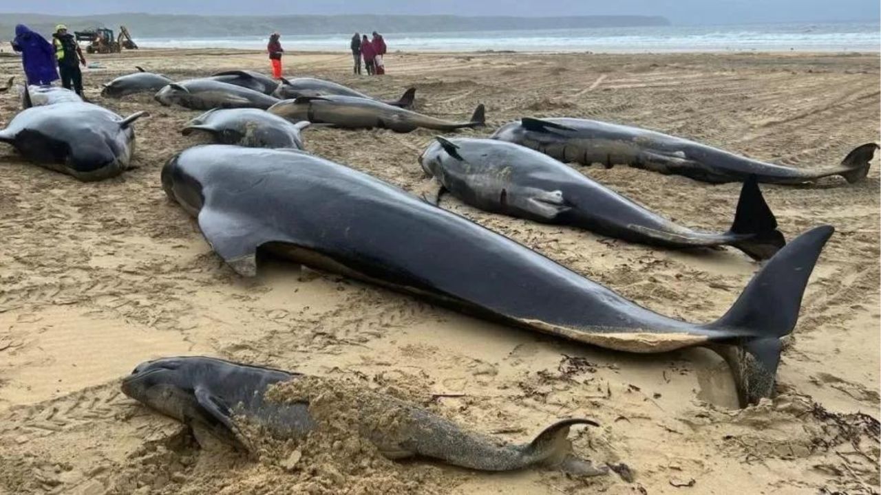 Dezenas de baleias-piloto morrem encalhadas em praia escocesa