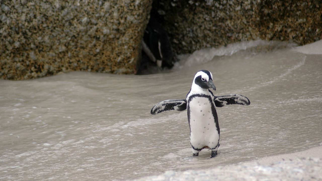 Centenas de pinguins que tentavam chegar ao Brasil são encontrados mortos no Uruguai