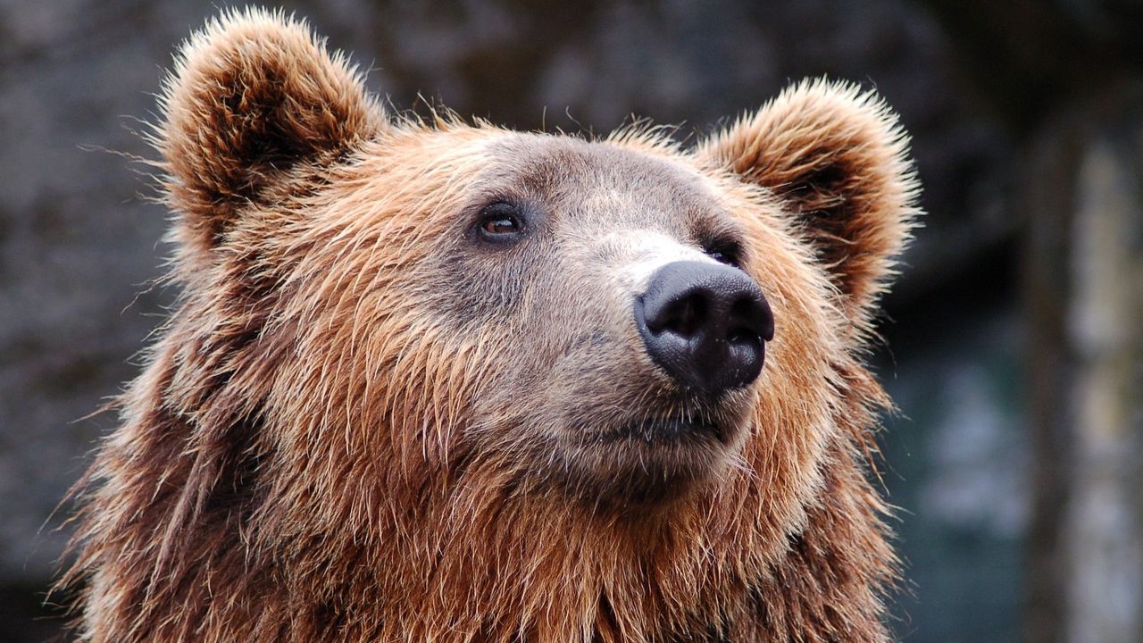 Justiça italiana decide: ursa que atacou e matou jovem não será sacrificada