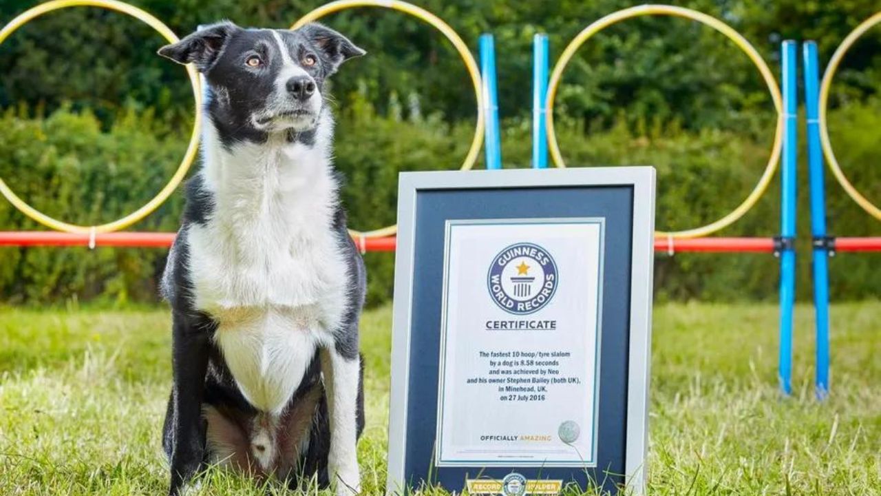 Morre Neo, o cãozinho recordista de parkour, ao 14 anos