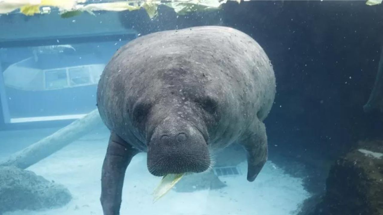 Peixe-boi morre após atividade sexual intensa com irmão