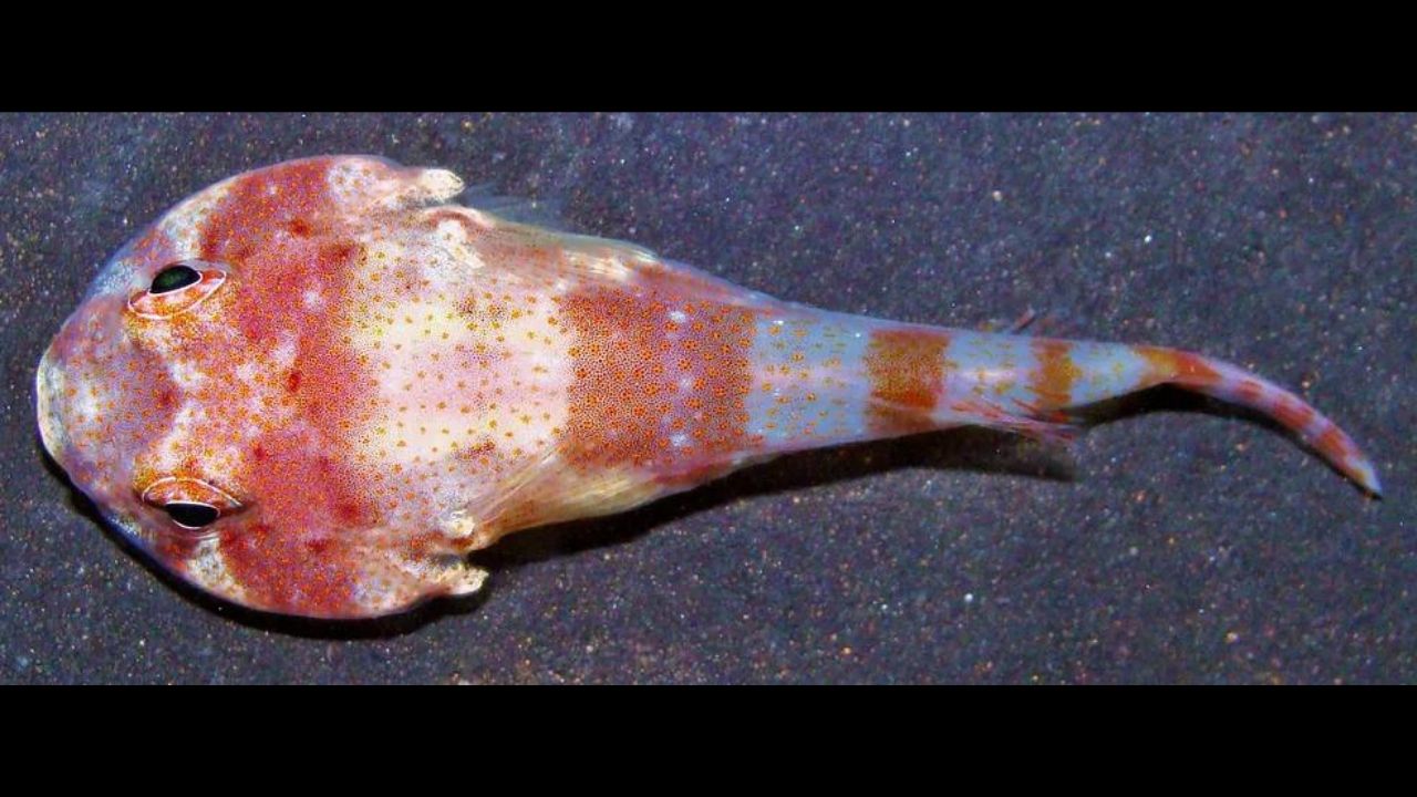 Nova espécie de peixe é encontrada em arquipélago brasileiro
