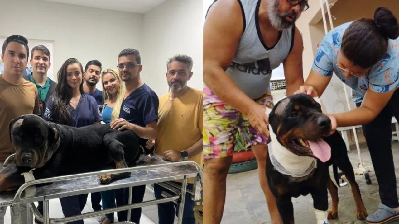 Cão sobrevive ao ser alvejado três vezes na cabeça por policial militar