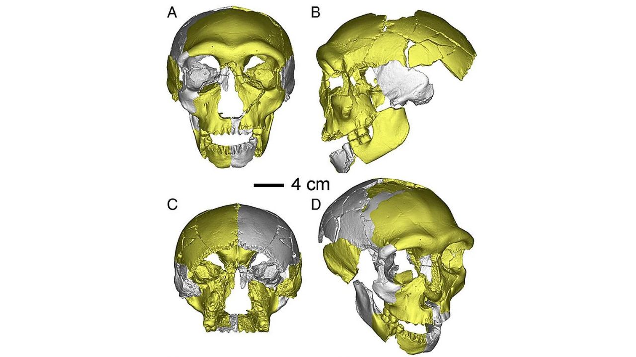 Fósseis encontrados na China sugerem existência de terceira linhagem de hominídeos