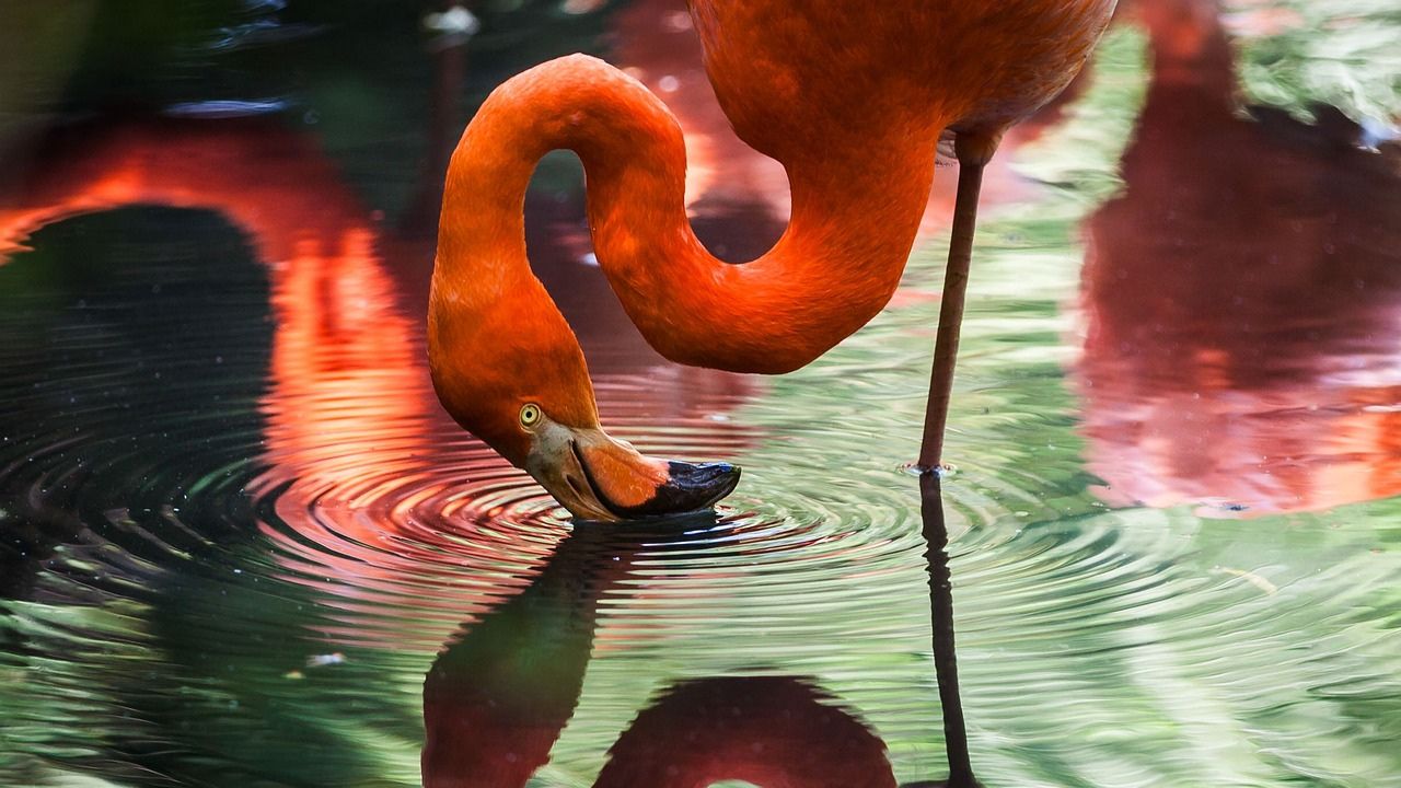 Ovo de flamingo fossilizado é encontrado durante obra em aeroporto no México