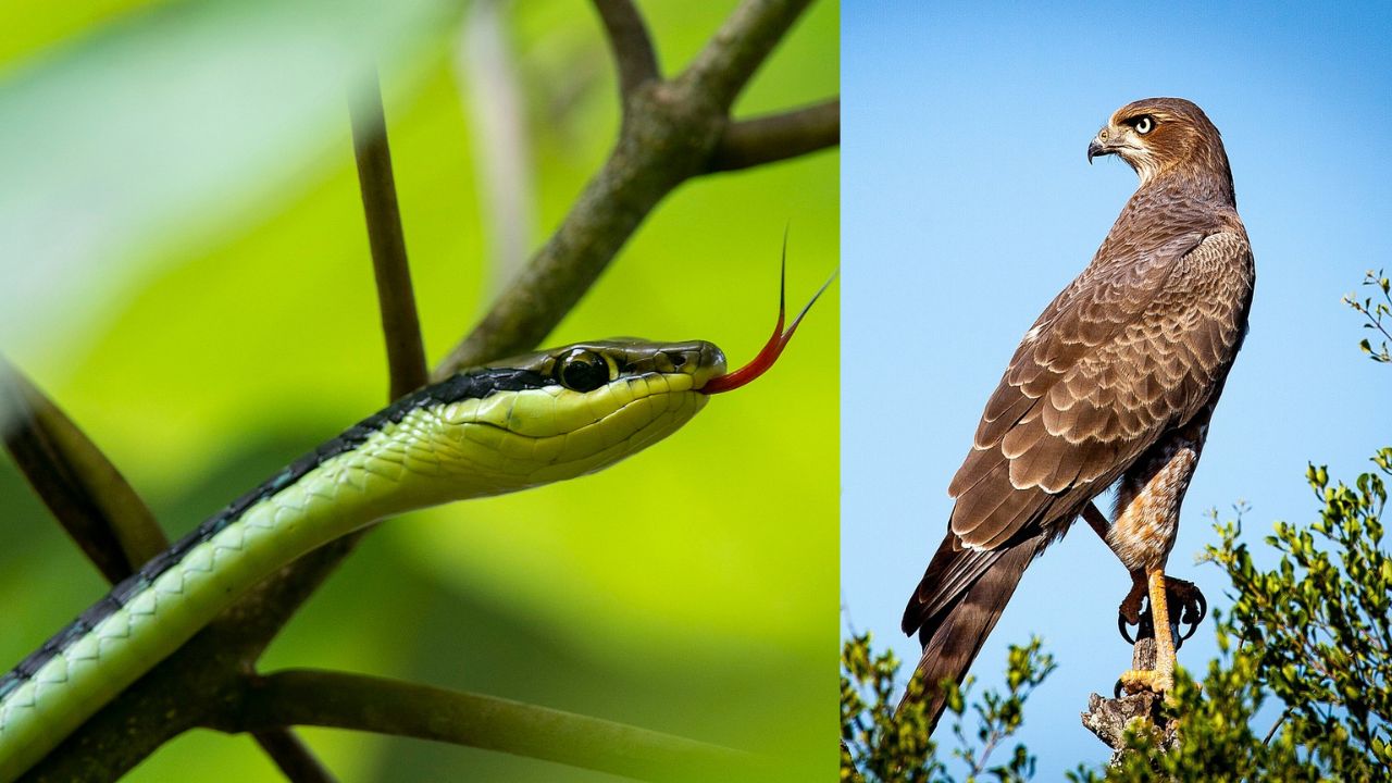 Mulher é atacada por falcão e cobra ao mesmo tempo nos EUA