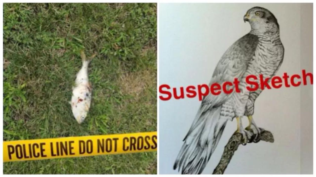 Peixe cai sobre transformador e provoca apagão em Nova Jersey
