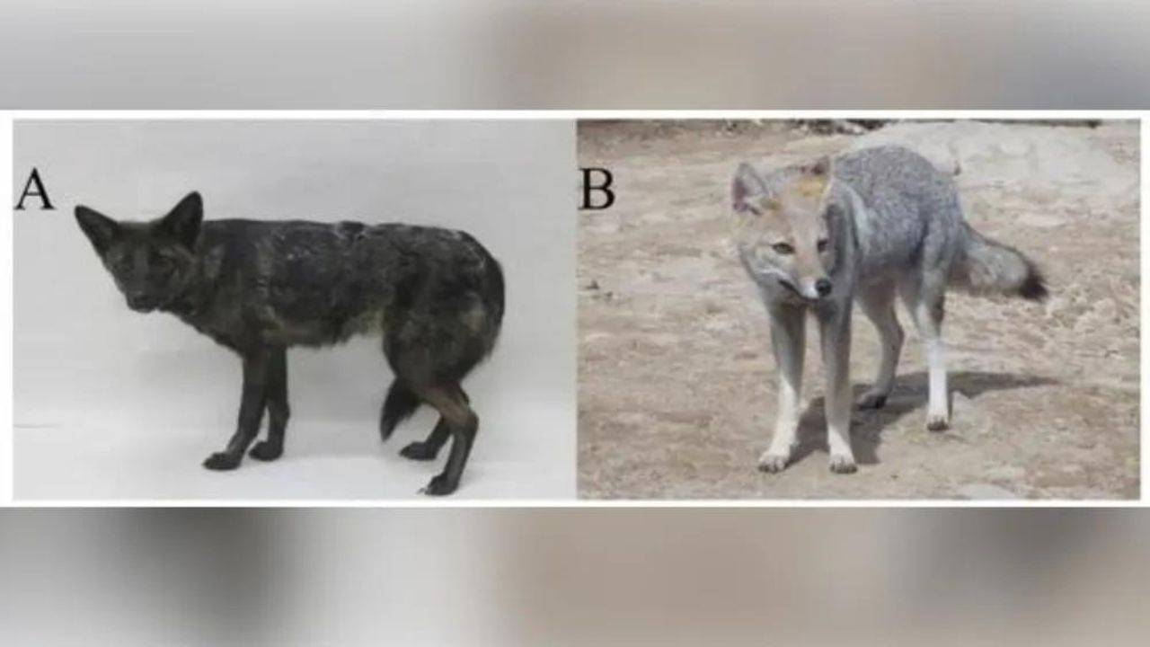 Fêmea híbrida de cão e canídeo silvestre é primeiro caso relatado na América do Sul