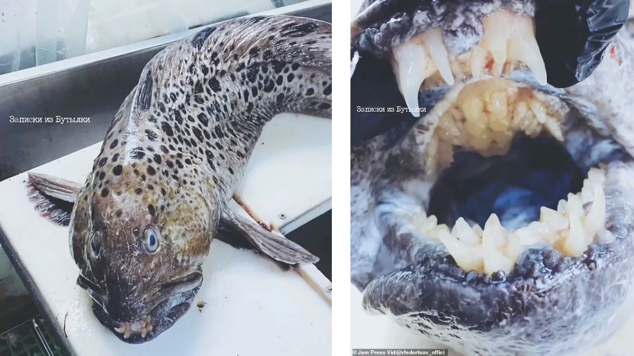 Peixe com dentição semelhante à humana é encontrado na costa da Rússia