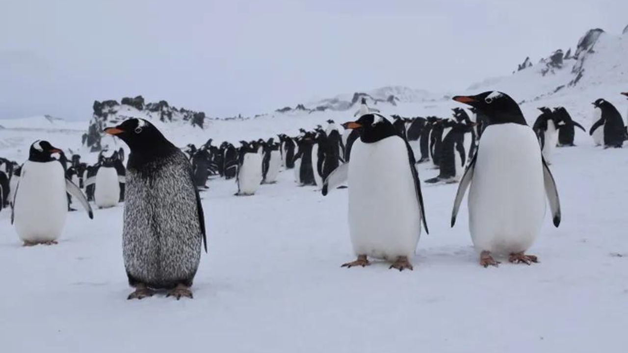 Pinguim com aparência incomum impressiona cientistas na Antártica