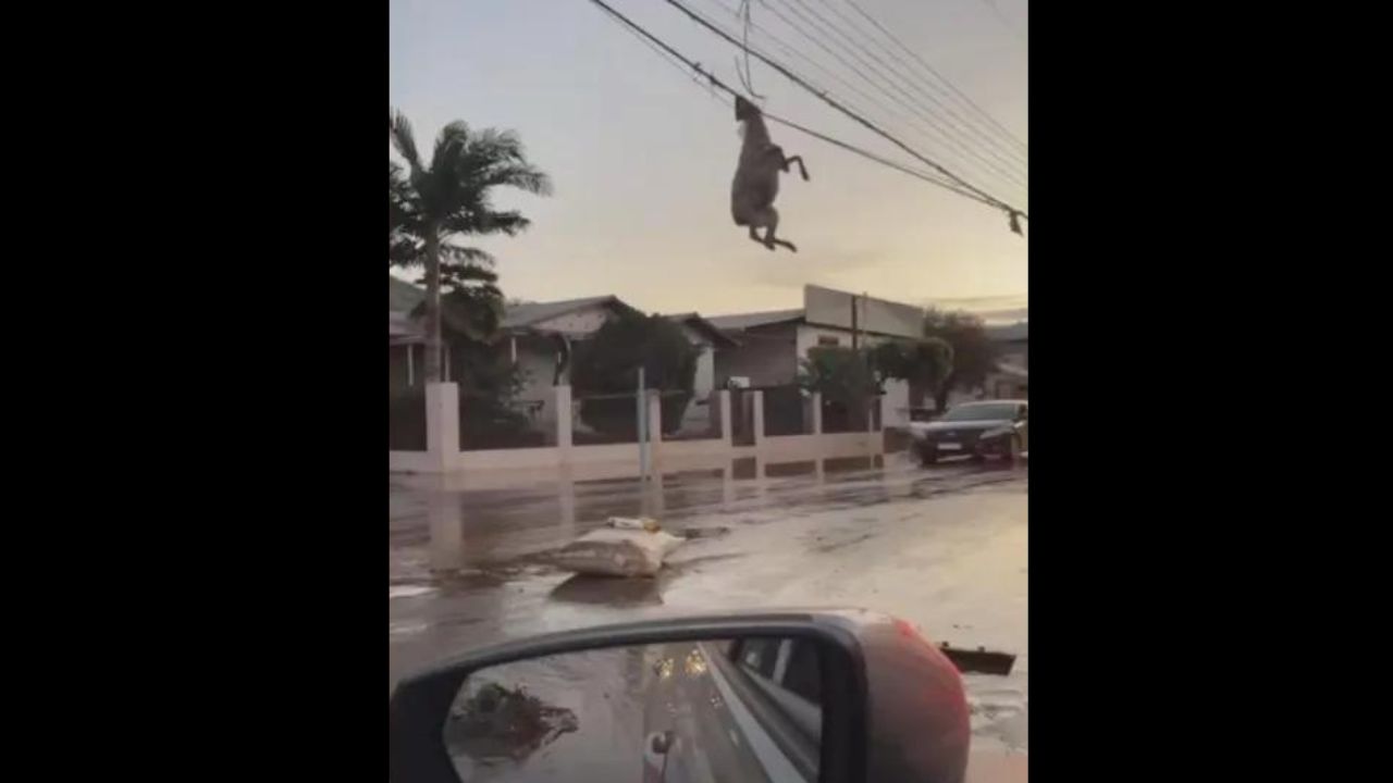 Ovelha aparece pendurada em fiação elétrica após passagem de ciclone no Rio Grande do Sul