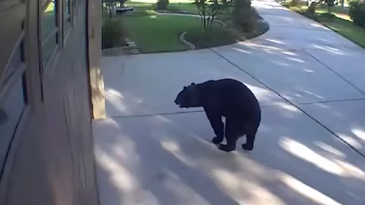 Urso de três patas rouba bebida alcoólica de geladeira de família na Flórida