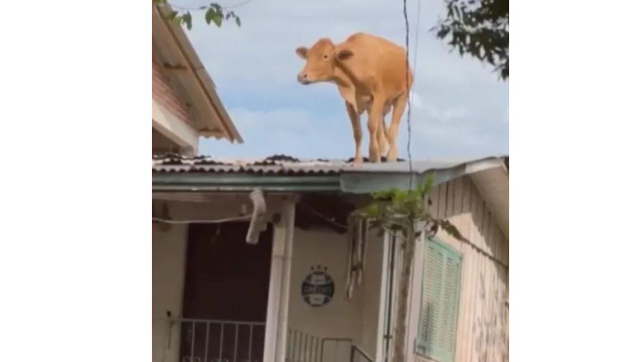 Vaca surge em cima de telhado após enchente no Rio Grande do Sul