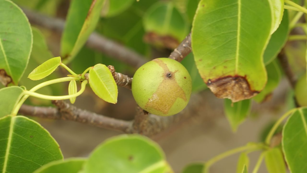 Árvore da morte: Casal consome fruto semelhante a maçã e acaba intoxicado