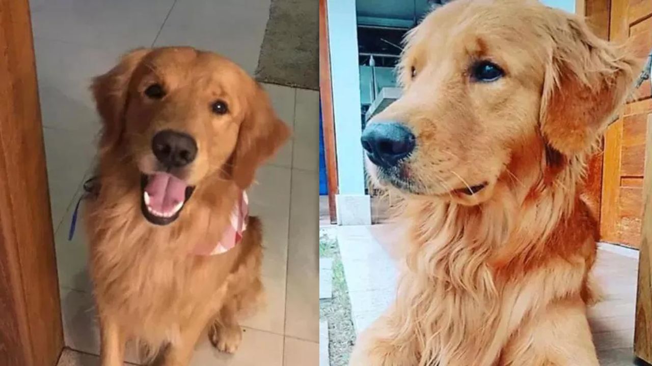 Cão é morto por policial militar no Espírito Santo após crianças implorarem para que não atirasse