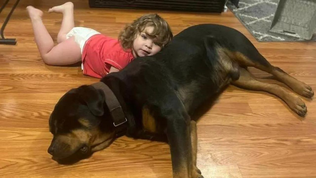 Menina de 2 anos desaparece e é encontrada horas depois em trilha com seus cachorros