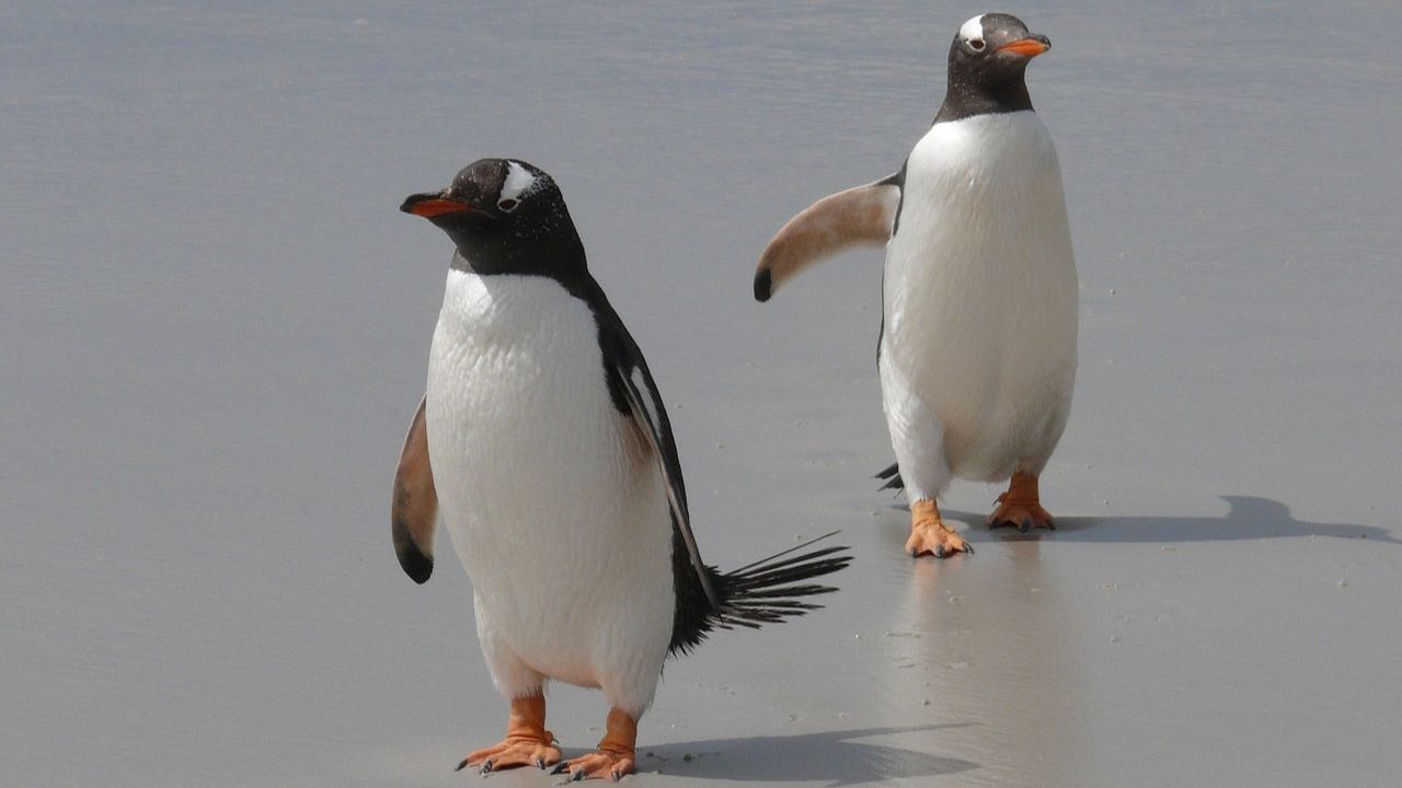 Nível de gelo na Antártica atinge baixa histórica e preocupa cientistas