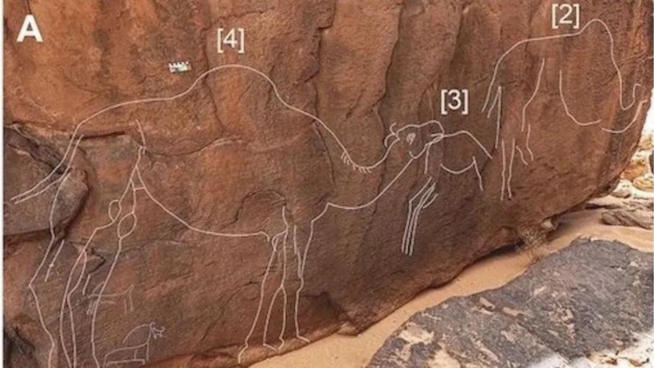 Entalhes de camelos em tamanho real são encontrados na Arábia Saudita