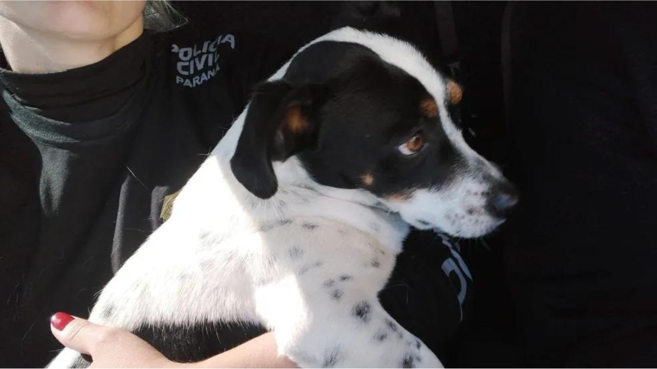 Cachorro agredido por homem processa ex-tutor por danos morais no Paraná