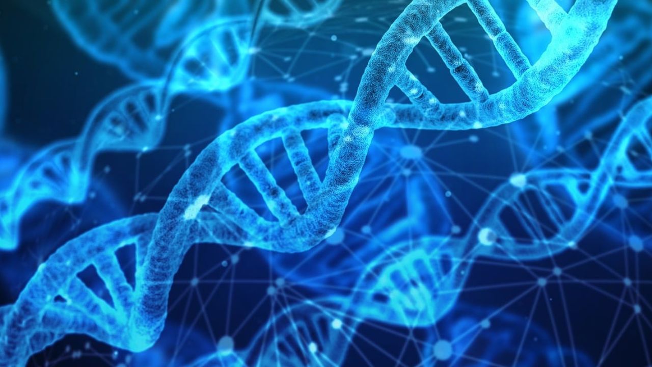 Humanos ancestrais cruzaram com neandertais há 250 mil anos