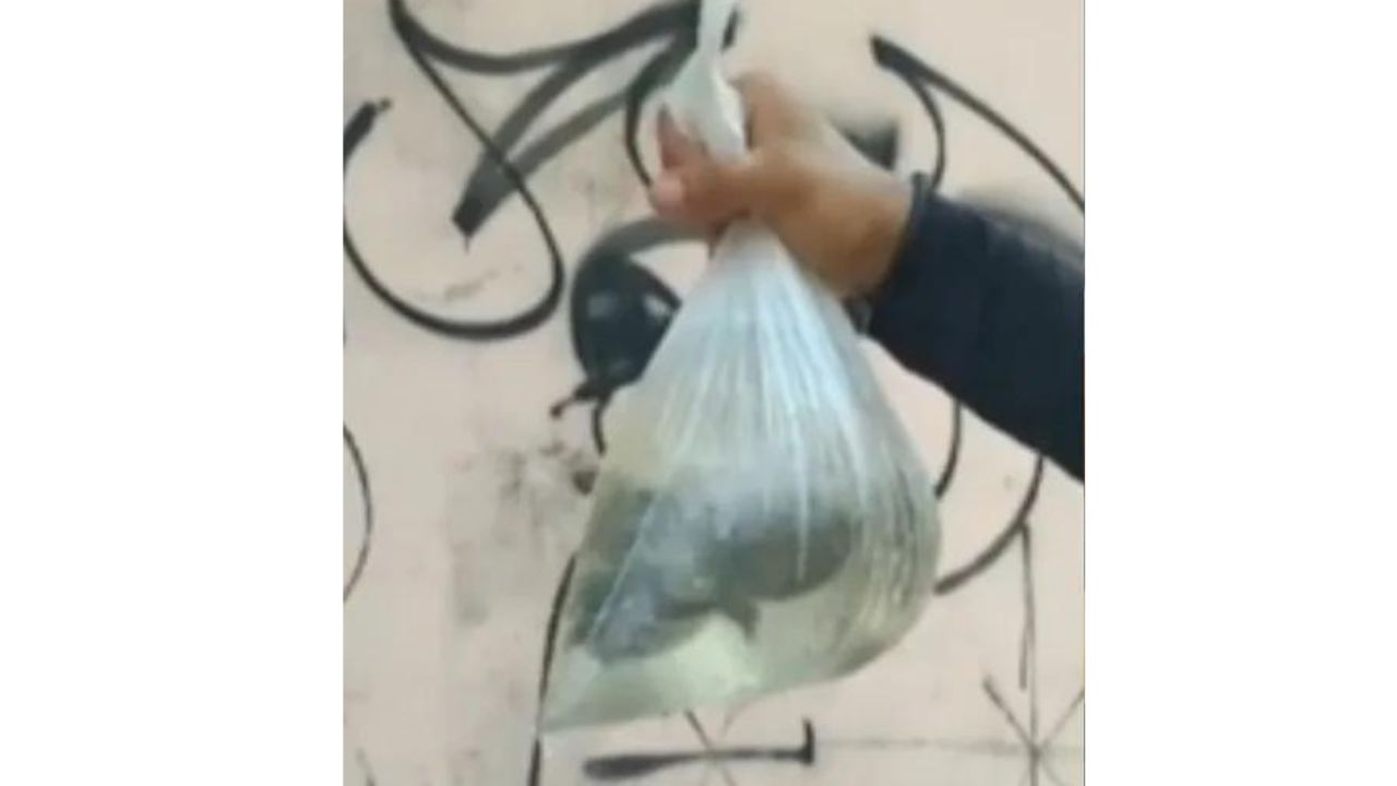 Arrastados para fora de museu por chuva, filhotes de tartarugas são resgatados em Belém