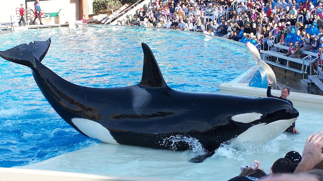 Corky: a orca que vive em cativeiro há mais de 50 anos