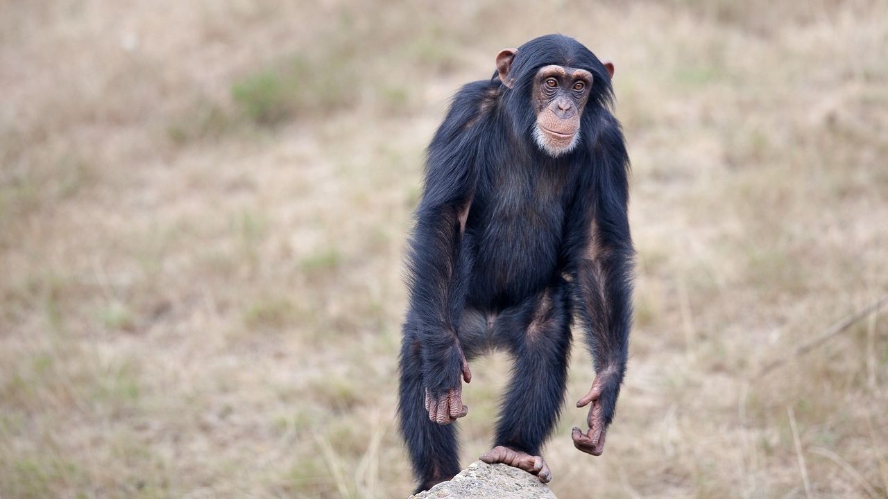 Pesquisa aponta que chimpanzés também passam pela menopausa