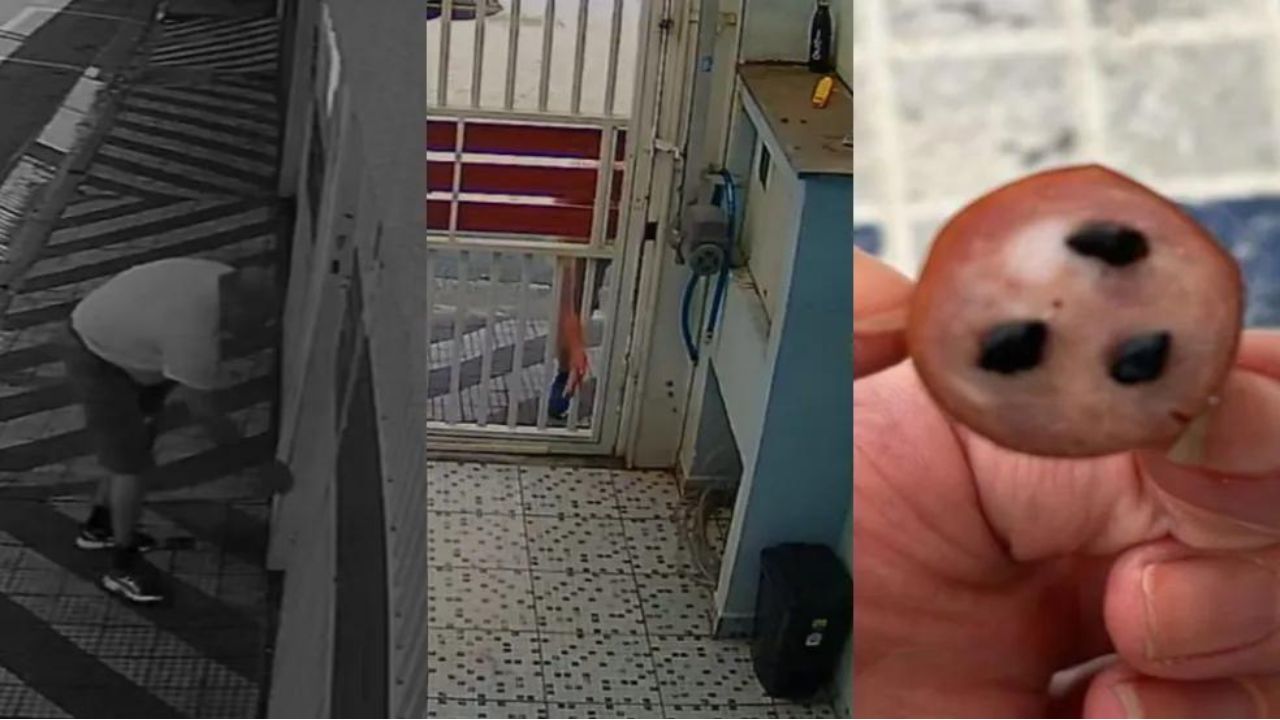 Homem confessa ter jogado salsicha envenenada para cães de vizinho, no ABC Paulista