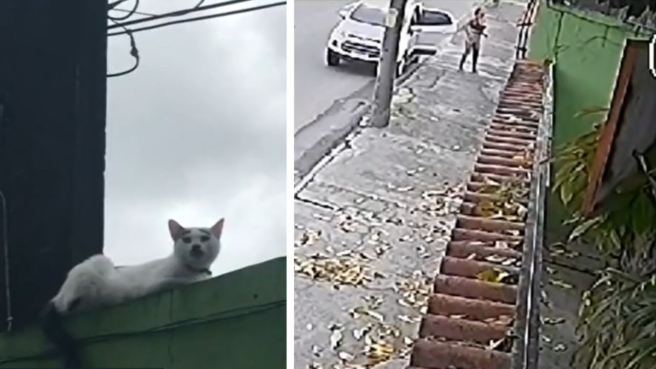 Mulher arremessa gata por cima de muro de residência, no Rio de Janeiro