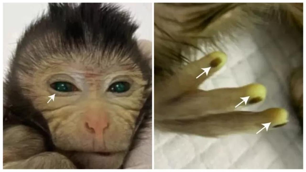 Macaco-quimera com olhos e dedos verde-fluorescentes nasce na China