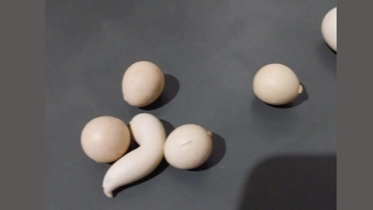 Biscoito de polvilho? Galinha bota ovos em formatos peculiares