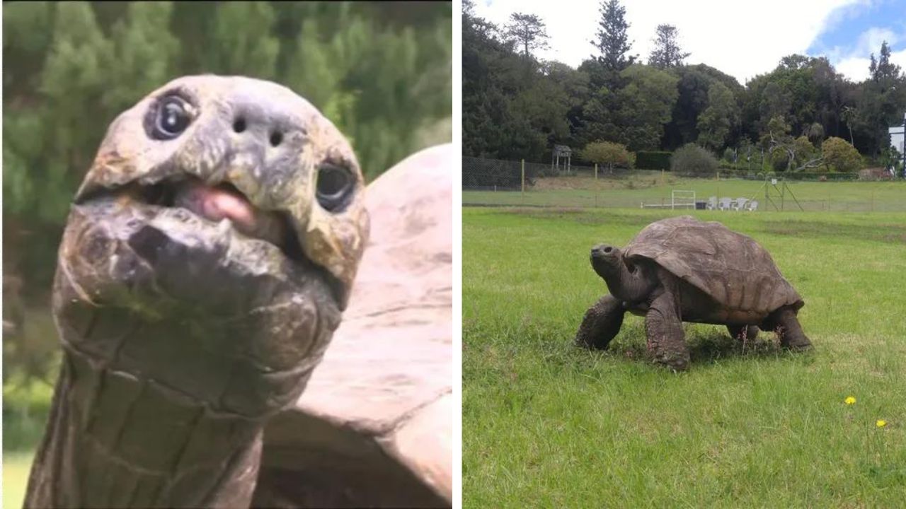 Jonathan, o animal terrestre mais velho do mundo, completa 191 anos