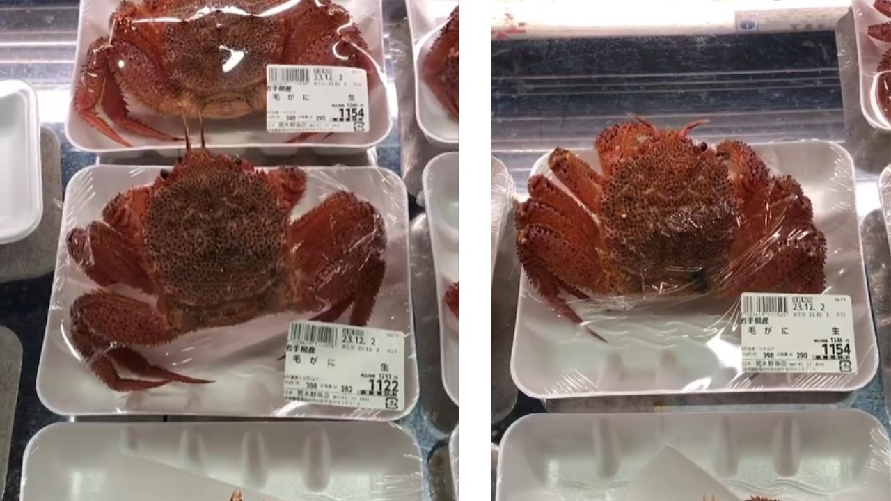 Em vídeo, caranguejos embalados vivos tentam fugir de peixaria no Japão