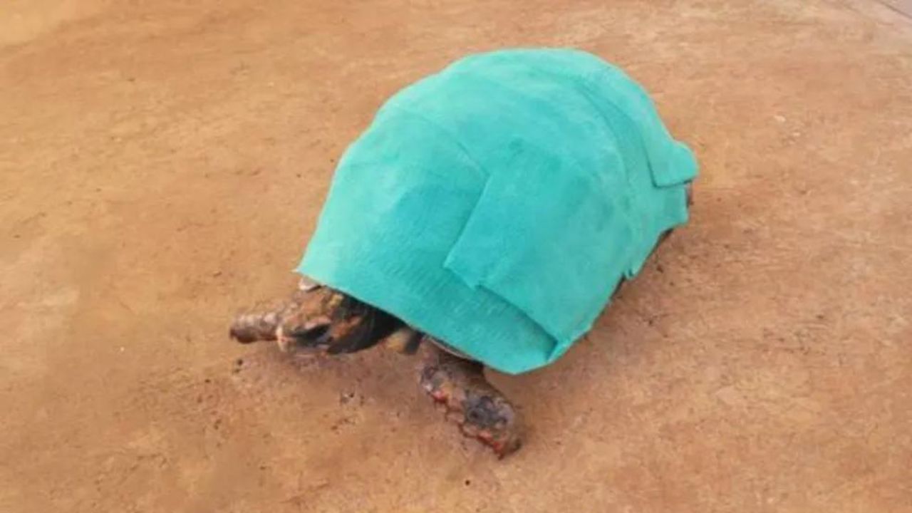 Jabuti ganha roupinha especial para tratar queimaduras