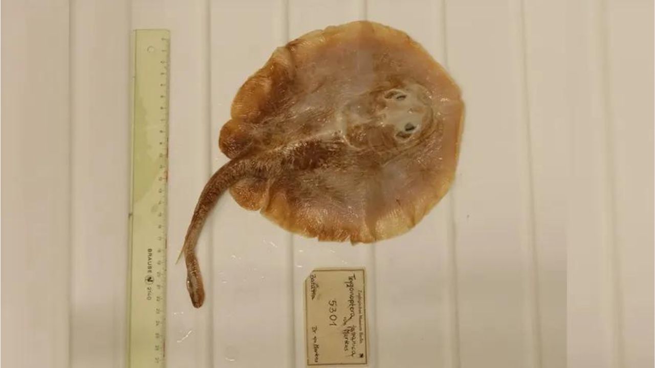 Espécie marinha é declarada extinta devido à ação humana