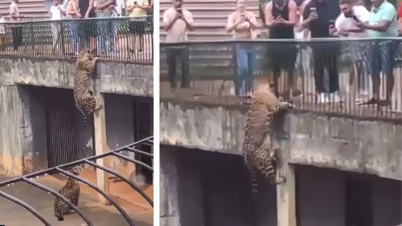 Após tentativa de fuga, zoológico instala cerca elétrica em recinto de onças