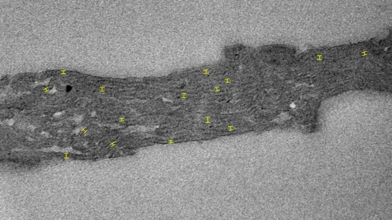 Fotossíntese evoluiu há pelo menos 1,75 bilhão de anos, aponta pesquisa