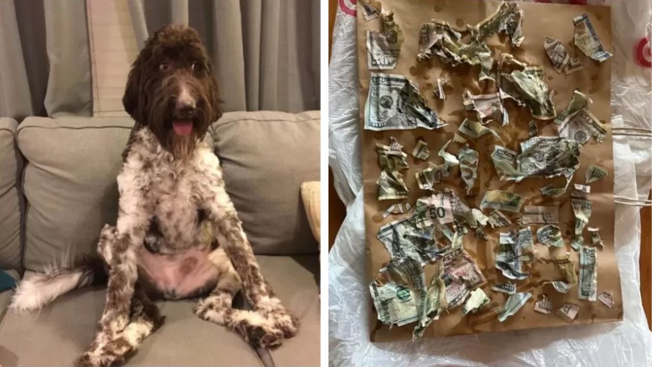 Tutores recuperam parte de dinheiro ingerido por cão ao observar as fezes do animal