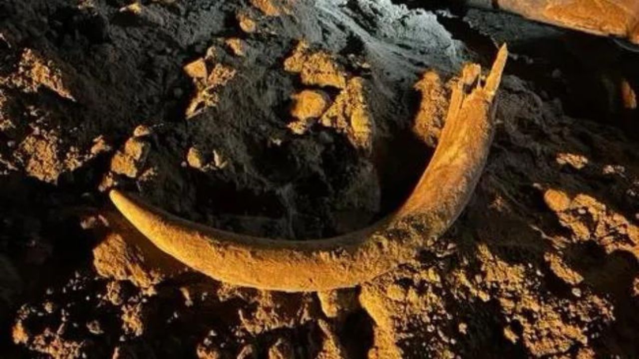 Esqueleto de mamute é encontrado por mineiros de carvão nos EUA