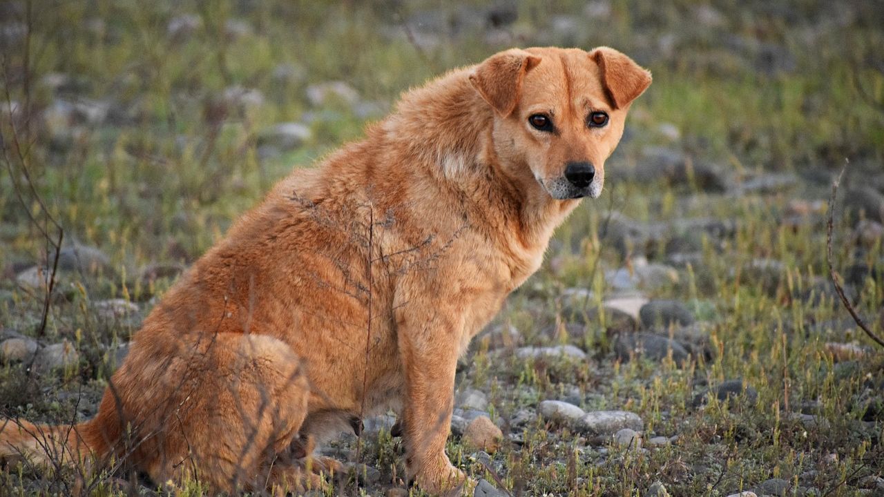 Após ataques, cidade do Chile quer impor eutanásia a cães de rua